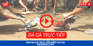 DA GA TRUC TIEP 1000 × 500 px